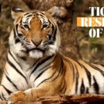 Tiger Reserve in mp